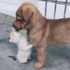 a brown dog standing next to a white kitten