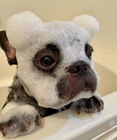 a dog is sitting in the bathtub covered with soapy water and looking at the camera