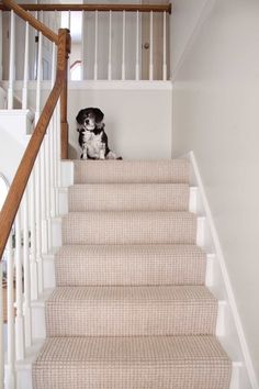 a dog sitting on top of a set of stairs next to a white banister