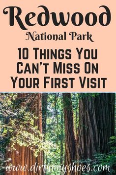 redwood trees with text overlay reading redwood national park 10 things you can't miss on your first visit