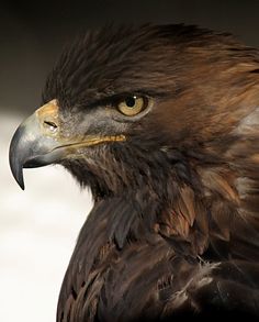 a close up of a brown and black bird with yellow eyes on it's head