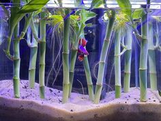 an aquarium filled with lots of plants and sand in front of a blue tank full of water