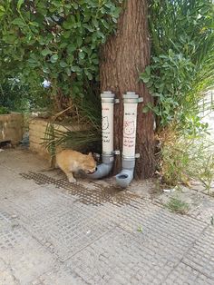 an orange cat laying on the ground next to a tree and two water pipes attached to it's sides