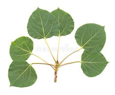 green leaves on white background with clippings for text or image to be used as an advertisement