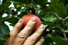 an apple being picked from a tree by someone's hand