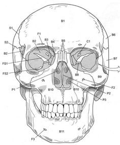 an image of a human skull with the bones labeled in it's major parts