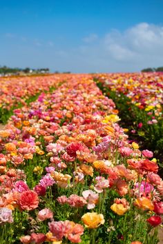 a field full of colorful flowers under a blue sky