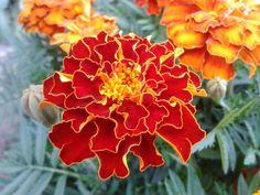 an orange and red flower with yellow stamens in the center, surrounded by other flowers