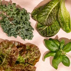 several different types of leafy vegetables on a table