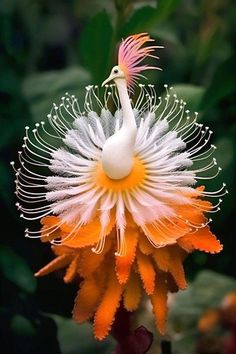 an orange and white flower with a bird on it's head in the middle