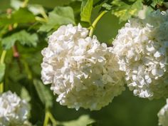 some white flowers that are growing on a tree