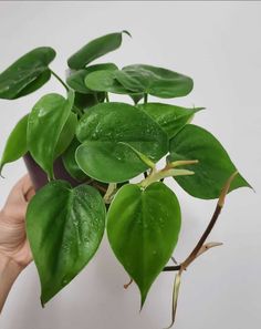 a person holding a potted plant with water droplets on it's leaves and stems