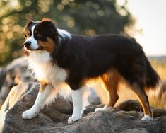 a brown and white dog standing on top of a rock