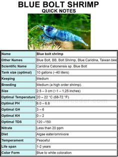 the blue bolt shrimp is shown in this chart