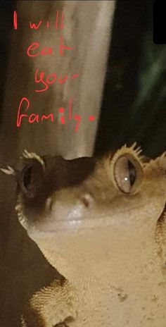 a close up of a frog's face with the words i will eat your family