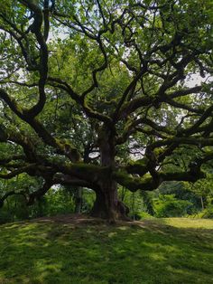 an old tree in the middle of a grassy area with lots of trees around it