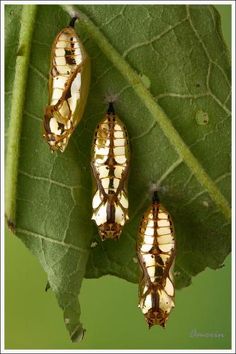 three brown and white bugs sitting on top of a green leaf next to each other