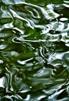 some water that is reflecting the sky and green leaves on it's surface, as well as trees in the background