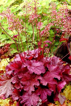 red and purple leaves are growing in the ground next to some green plants with pink flowers