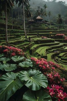 a lush green field filled with lots of plants and flowers next to tall palm trees