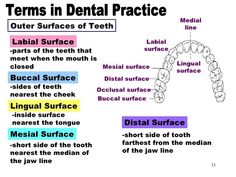 Dental Radiology, Dental Nursing, Tooth Surfaces, Registered Dental Assistant, Tooth Anatomy