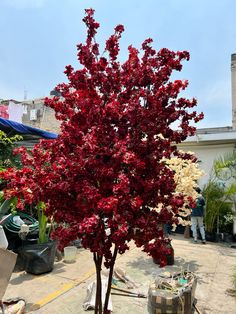 a tree with red leaves in a pot