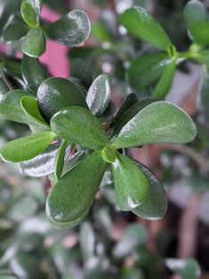 jade plant care plants leaves large outdoors inside Propagate Succulents From Leaves, Jade Plant Care, Lucky Plant, Jade Plant, Plants Leaves, Propagating Succulents, Crassula Ovata