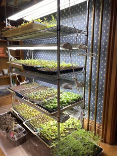 several trays filled with plants on top of a wooden floor next to a wall