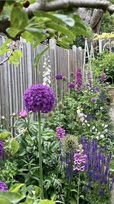 a garden filled with lots of purple flowers