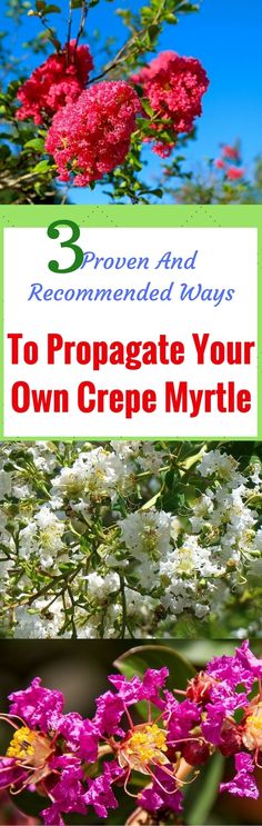 flowers with the title 3 proven and recommended ways to propagate your own crepe myrtite