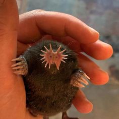 a small animal with spikes on it's head is being held in someone's hand