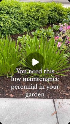 the words you need this low maintenance perennial in your garden