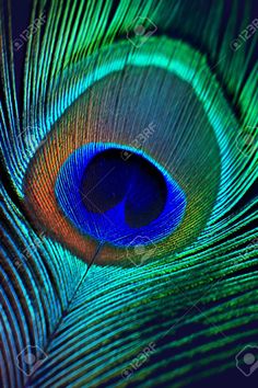 a close up view of the feathers of a peacock's tail, with its bright blue and green colors