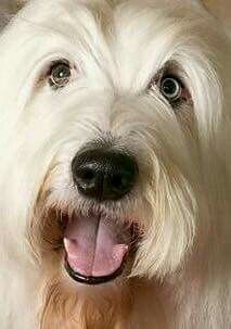 a white dog with it's tongue hanging out