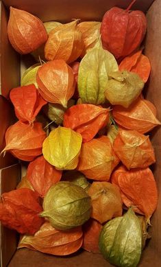 a box filled with lots of different colored leaves