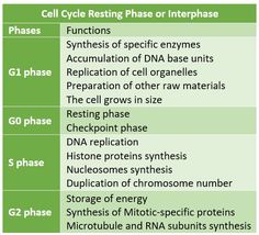 the table shows different types of cells and their functions