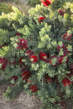 a bush with red flowers and green leaves in the middle of some dirt area next to grass