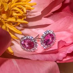 Pink Sapphire Earrings is a great way to create a classic, heirloom look you will feel Elegant, princess-like immediately. The center stone is oval in shape and has gorgeous facets. For extra sparkle, it has been framed by 24 round diamonds forming a beautiful halo around. Metal: 18K White GoldDiamond Weight: (24) Round 0.69ct t.w.Pink Sapphire Weight: (2) 1.83 ct t.w. - Dimensions: 9mm x 10.6mm Luxury Oval Diamond Earrings For Anniversary, Luxury Oval Diamond Earrings For Formal Occasions, Luxury Oval Diamond Earrings For Formal Events, Timeless Oval Wedding Earrings, Dazzling Oval Diamond Earrings For Anniversary, Luxury Oval Diamond Earrings With Halo Design, Luxury Oval Diamond Earrings With Gemstones, Luxury Oval Cubic Zirconia Earrings, Exquisite Oval Diamond Earrings For Anniversary