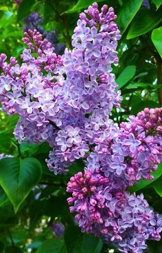 purple lilacs are blooming on the tree in front of some green leaves and branches