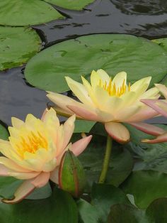 two yellow water lilies with green leaves in the pond