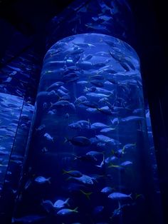 a large aquarium filled with lots of fish