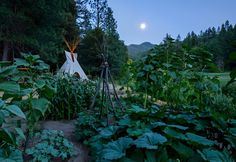 a teepee tent in the middle of a forest with lots of plants and trees