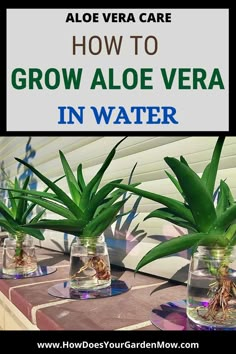 aloe vera care how to grow aloe vera in water