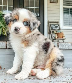 a small dog sitting on the porch next to a door