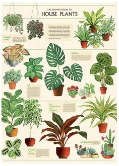 an illustrated poster showing house plants