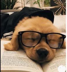 a dog with glasses and a hat laying on an open book