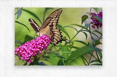 a butterfly sitting on top of a pink flower