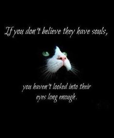 a black and white cat with the words if you don't believe they have sails, you haven't looked into their eyes long enough