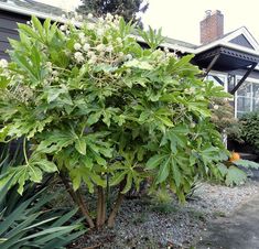 a tree in front of a house with lots of green leaves on the trees and bushes