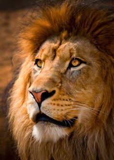 a close up photo of a lion's face